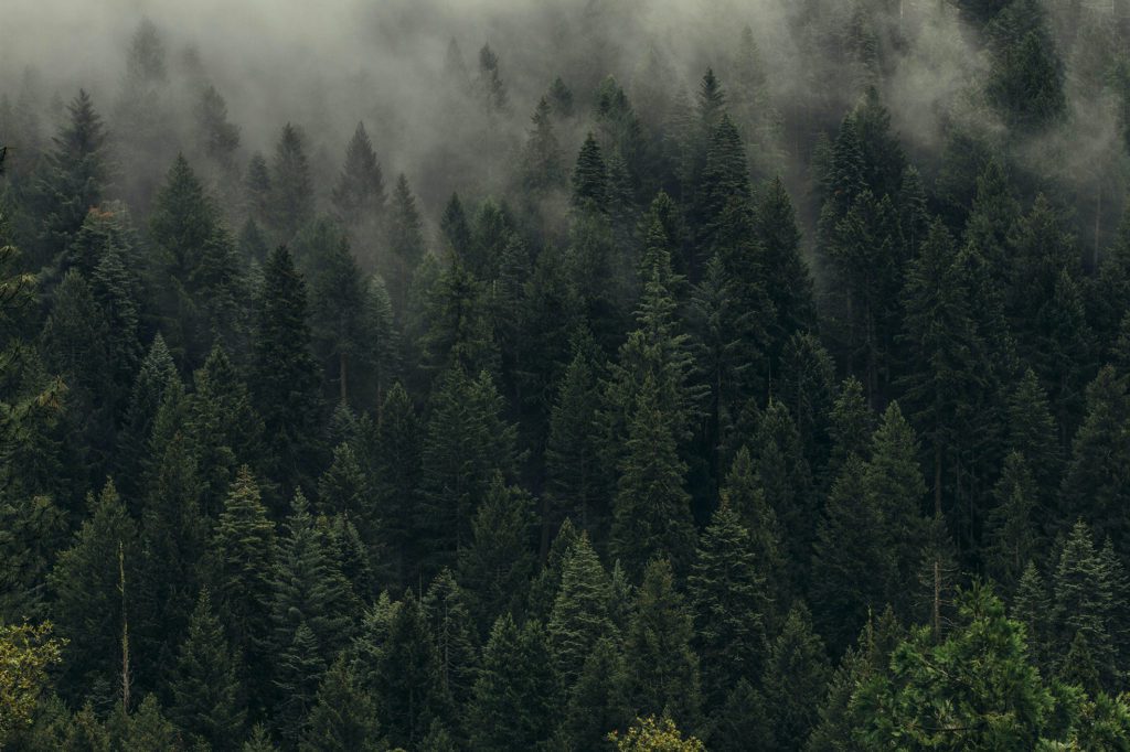 medioambiente