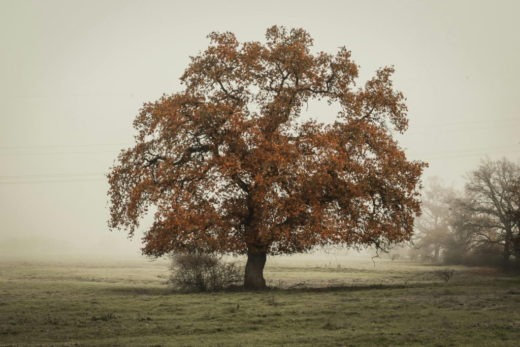 Madera maciza de roble
